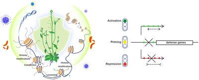 Histone modification and chromatin remodeling in plant response to pathogens